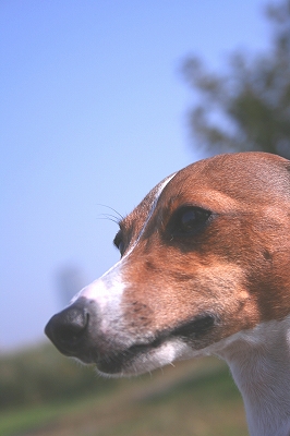 IMG_9688a.jpg